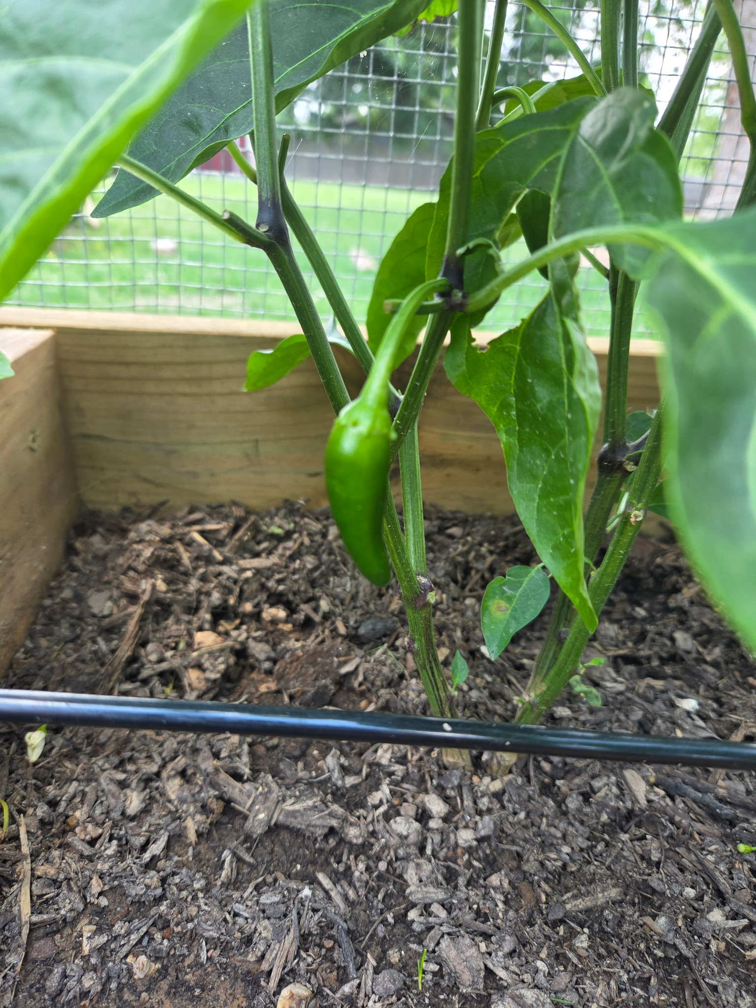 Early Jalapeno Pepper