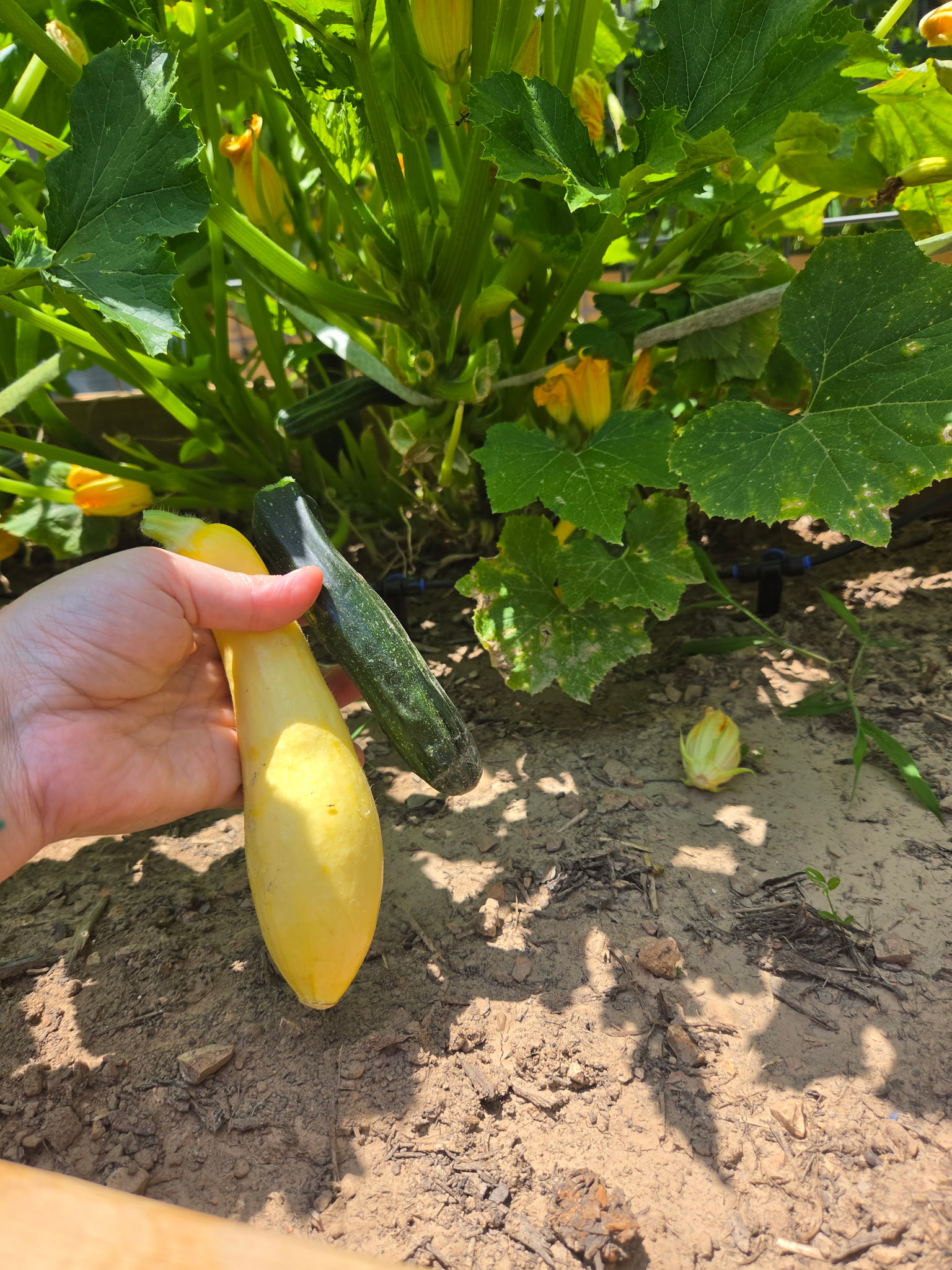 Golden Summer Squash