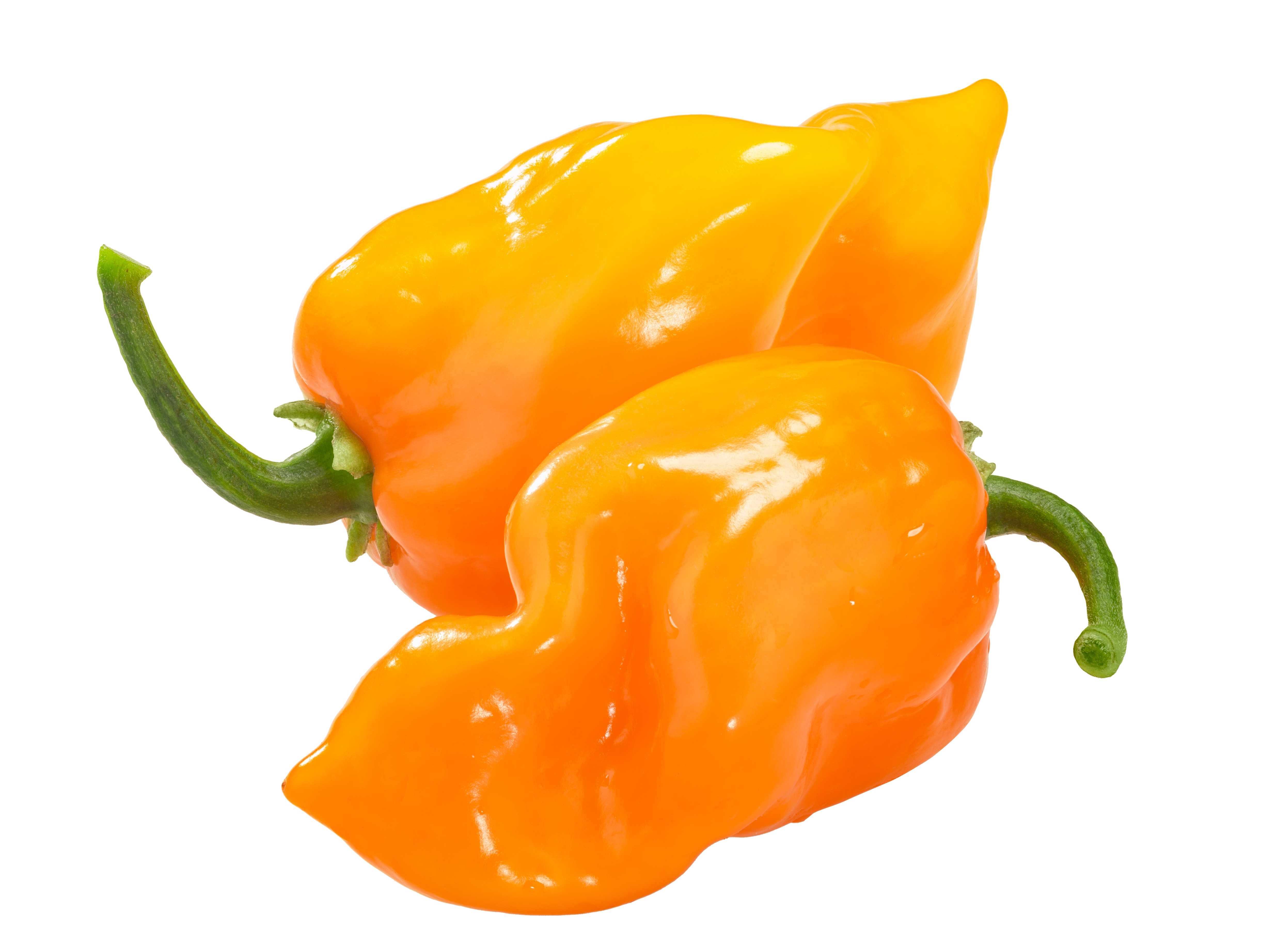 Habanero Orange Pepper Seeds | Orange Habanero Seed | The Seed Guy ®