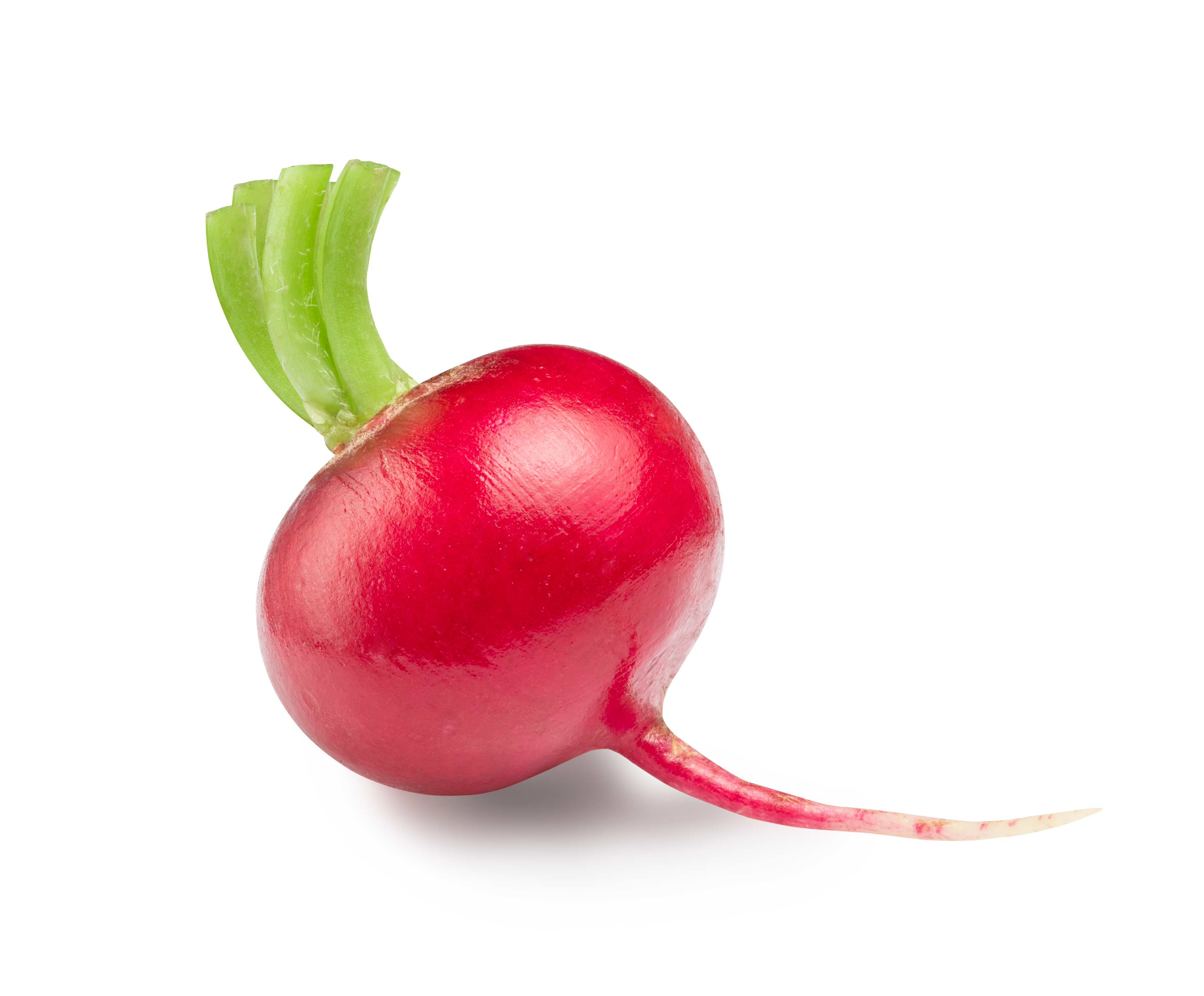 Radish Icon