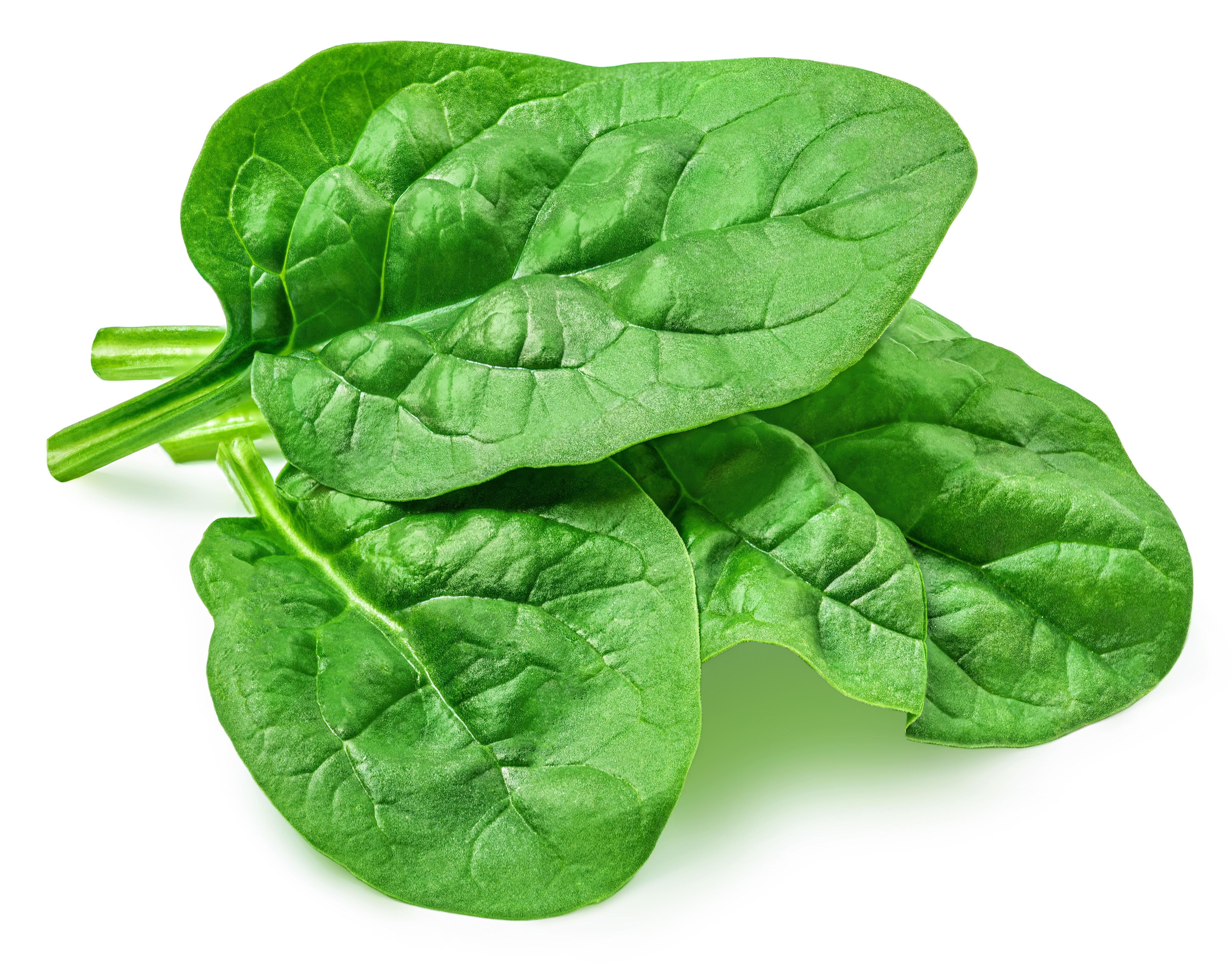 Spinach Icon
