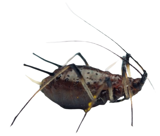 Aphid