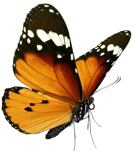 Butterfly Icon