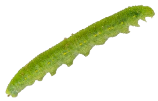 Cabbage Worm