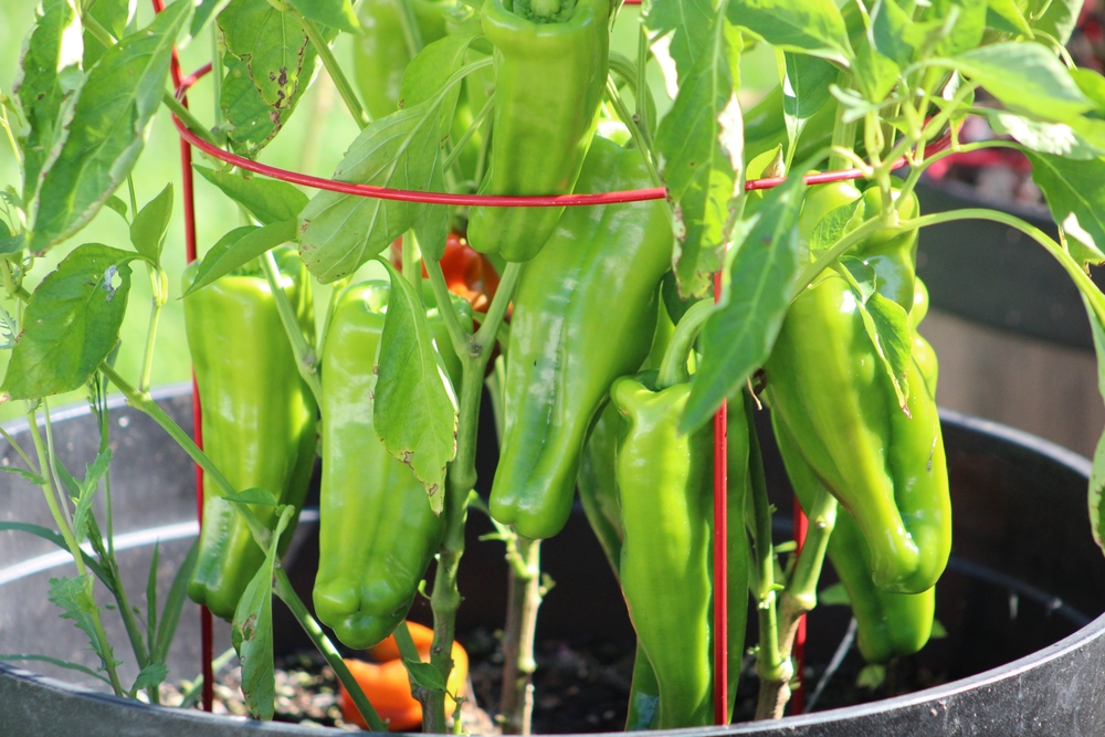 Pepper Plant Container