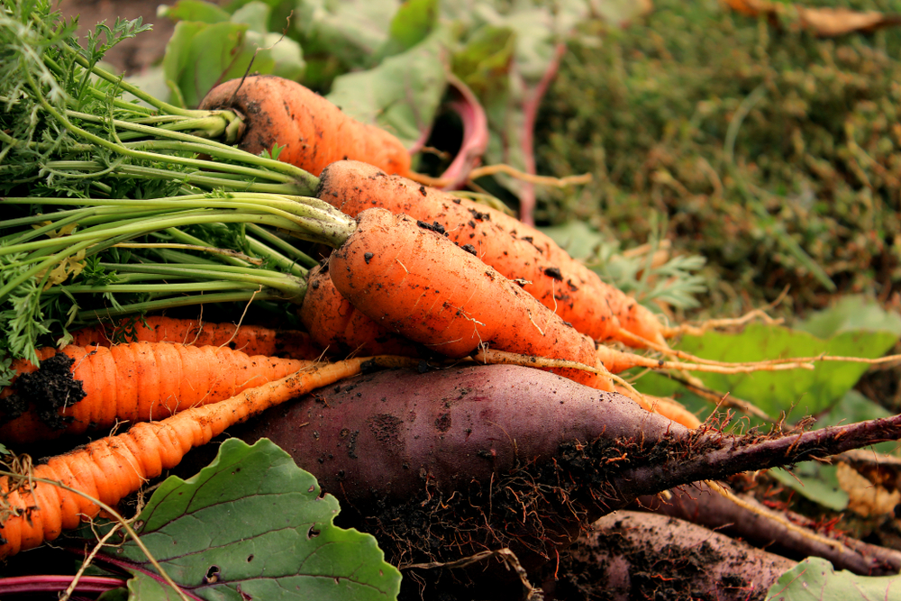 Heirloom Carrots