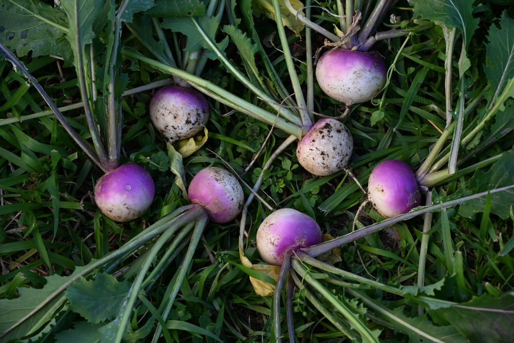 Purple Top White Globe Turnips