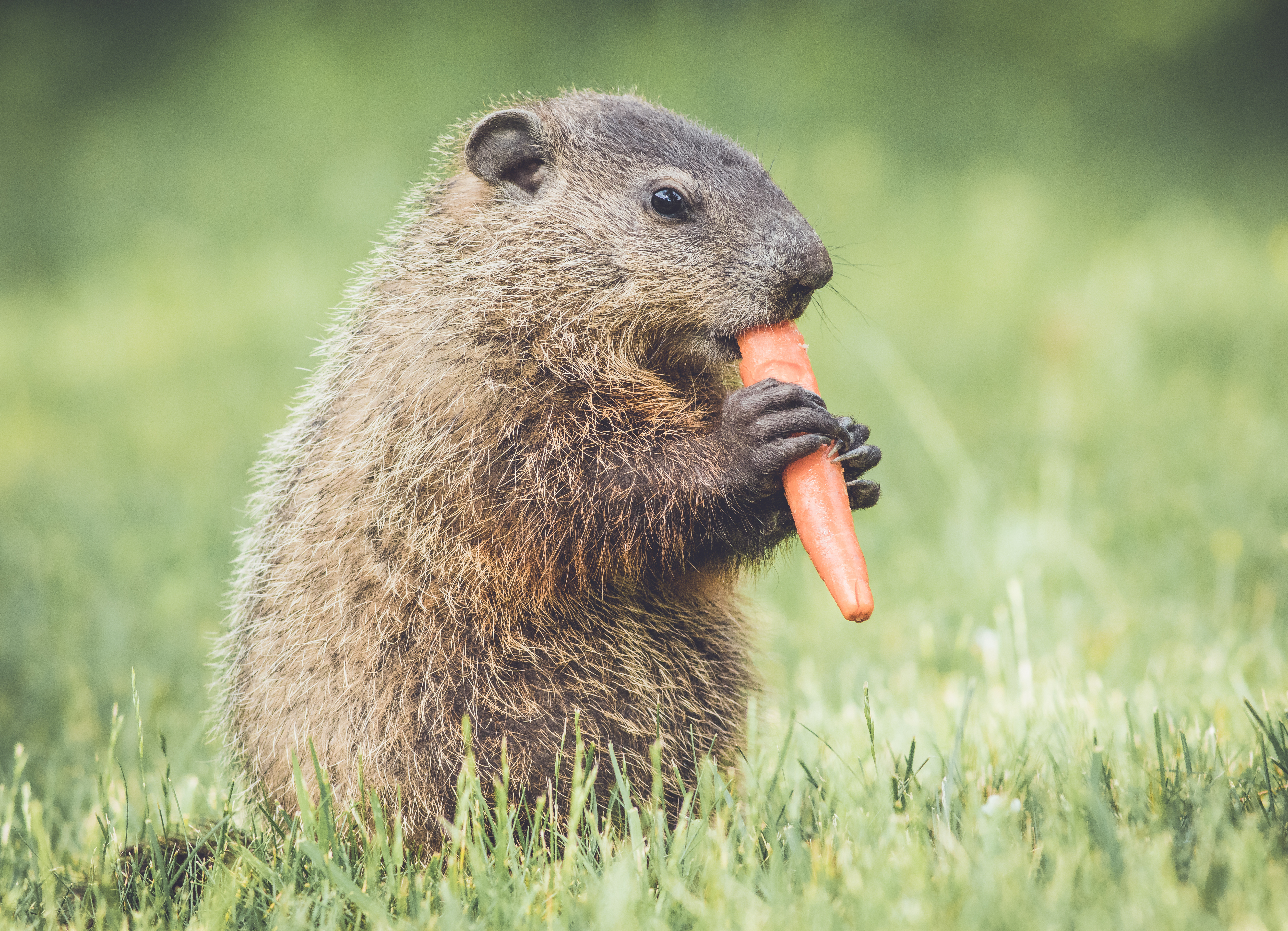 Garden Bandits: How to get rid of groundhogs