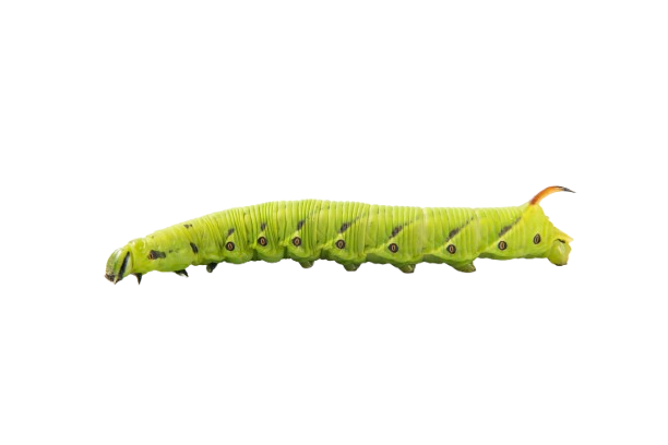 Hornworm Icon