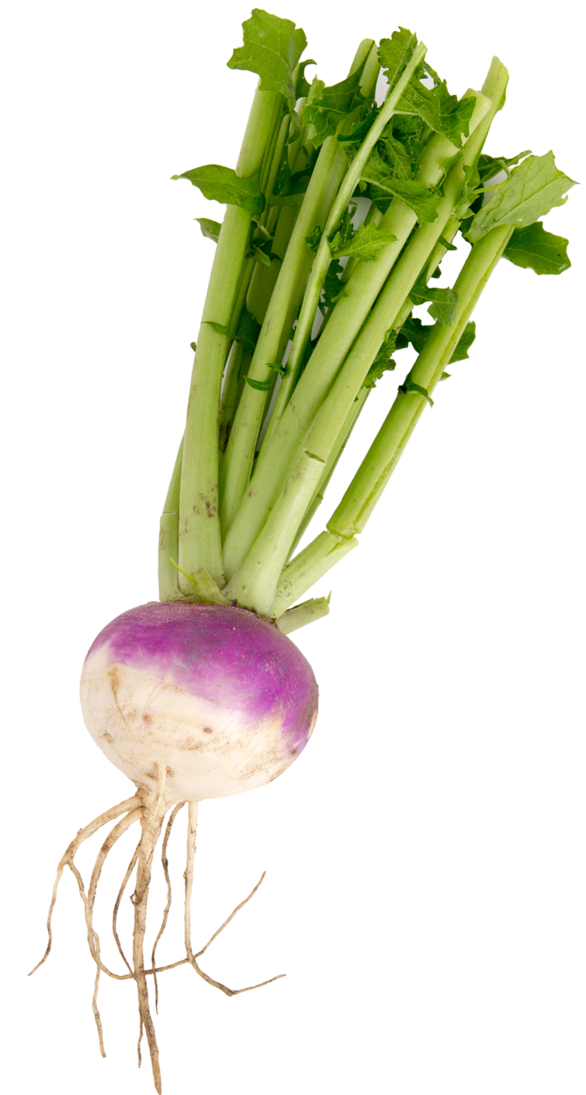Purpletop Turnip Icon