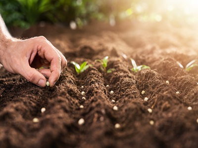 Spring Seed Sowing