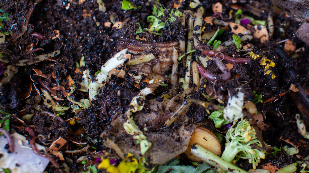 Earthworms in rich compost