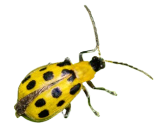 Spotted Beetle