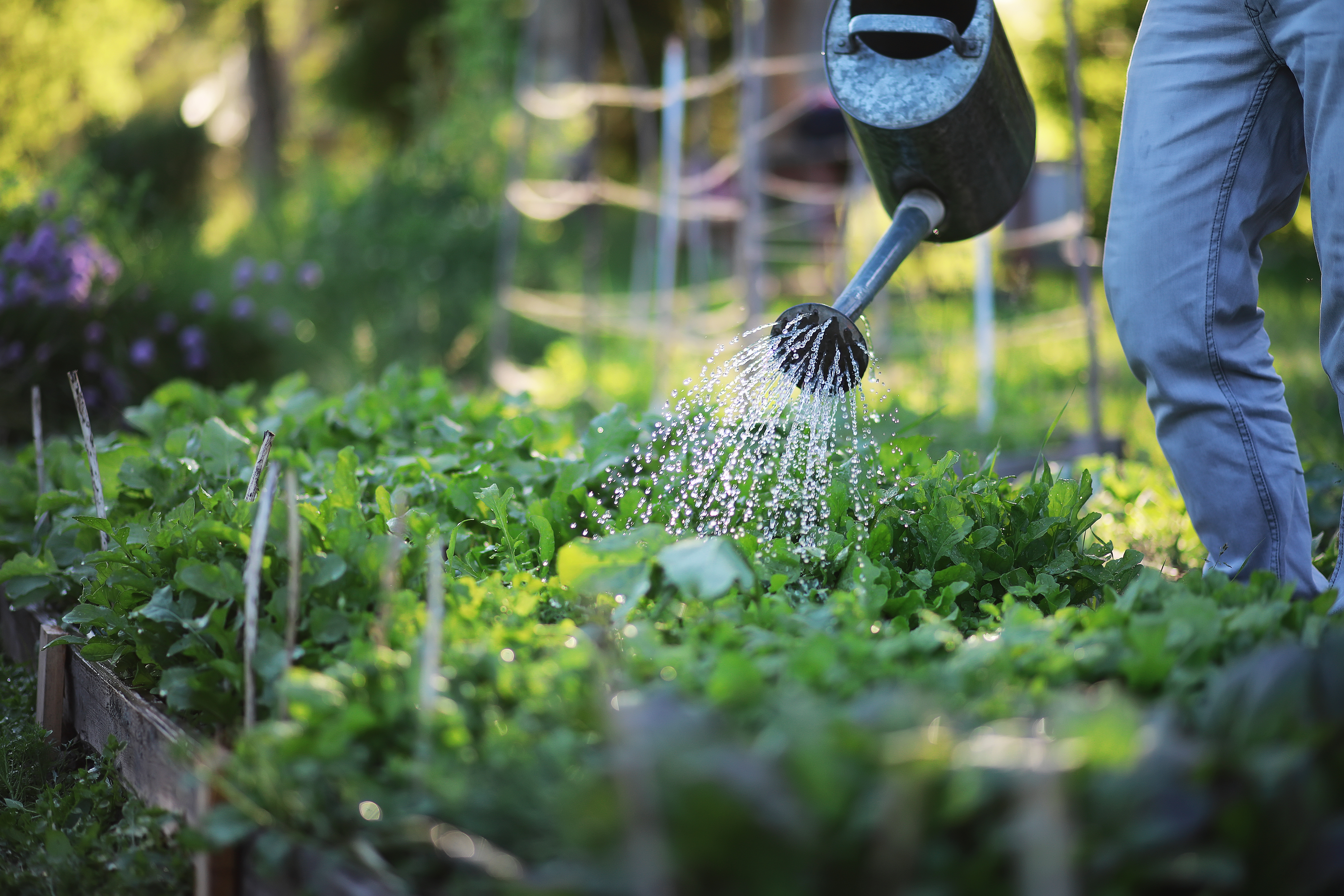 Watering Wisdom