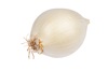 Sweet Spanish Onion Icon
