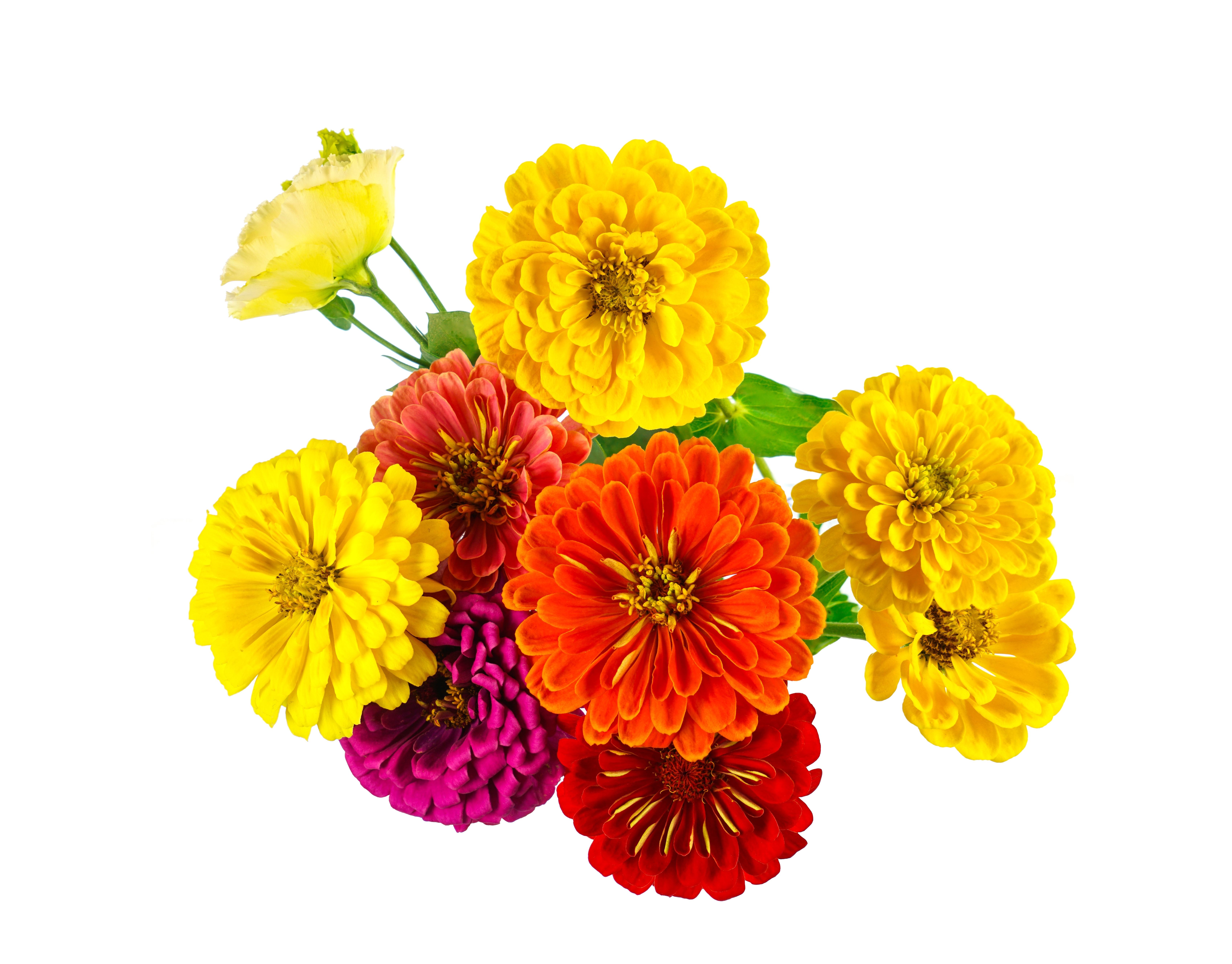 Zinnia Bouquet